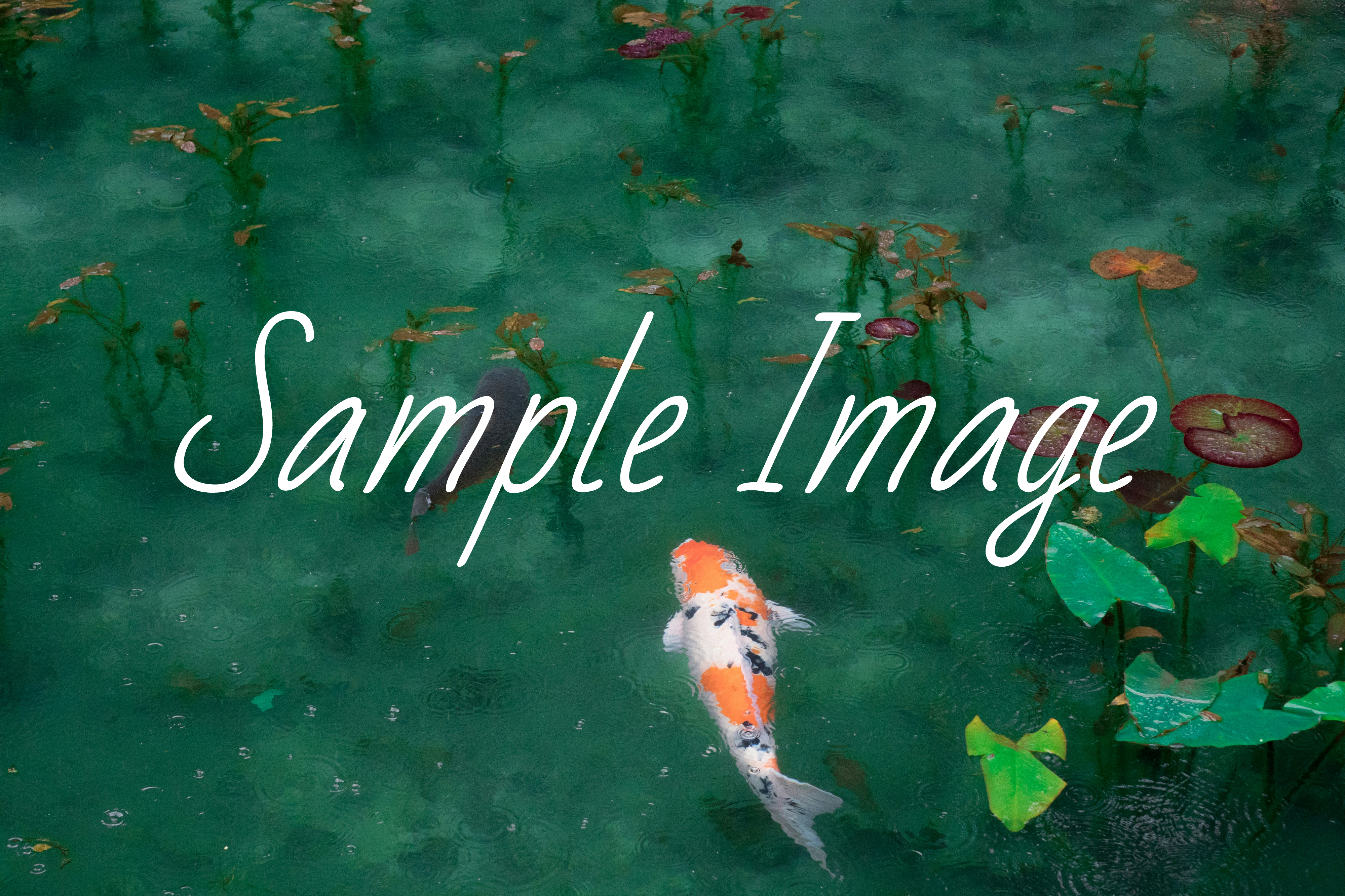 guidey image